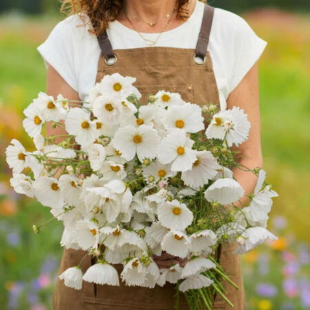 Cupcakes White, Cosmo Seeds - Packet image number null